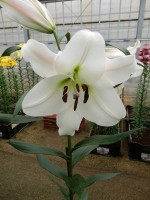 [5167 Topeka No01.JPG]